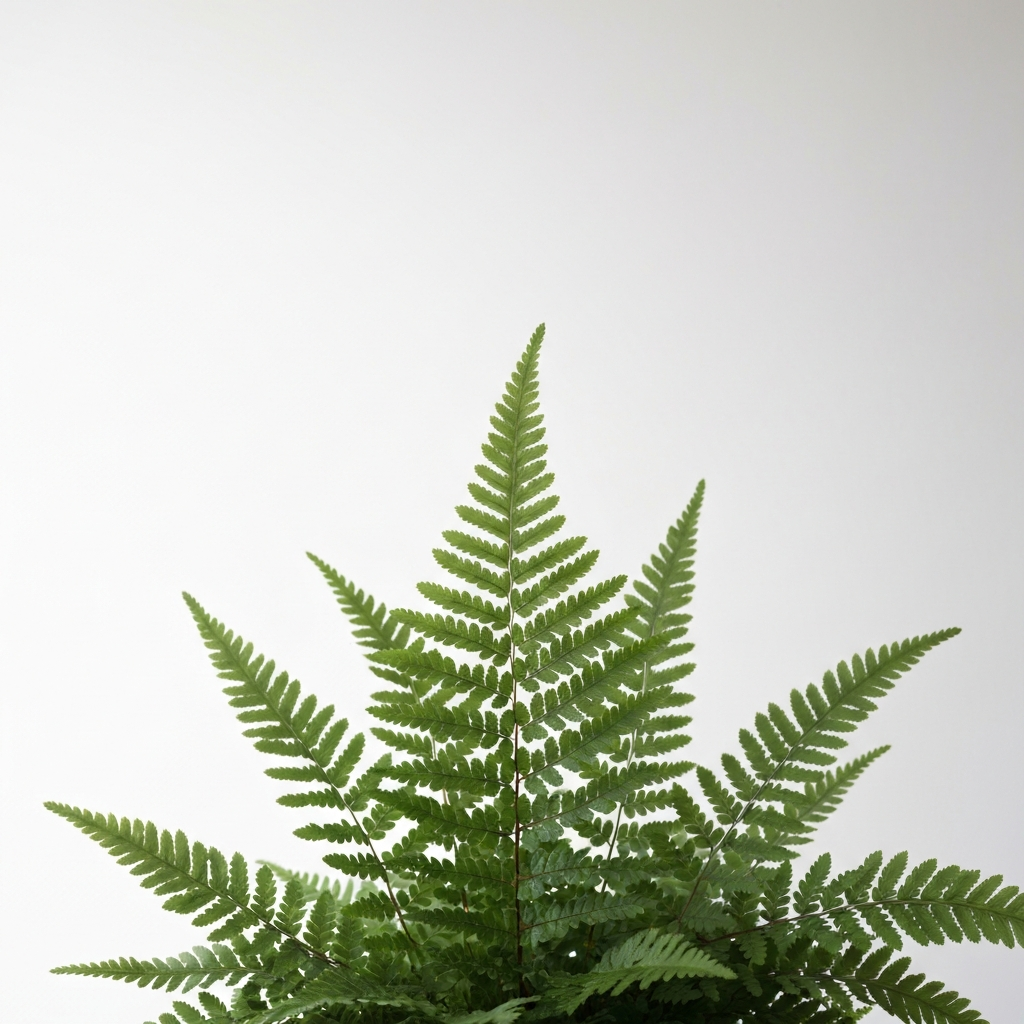 adiantum silvaticum