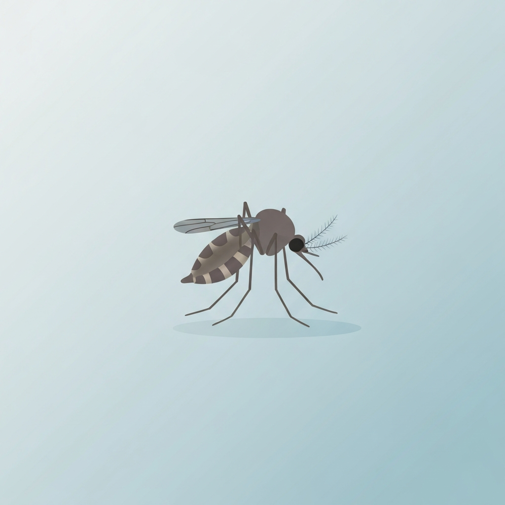 aedes