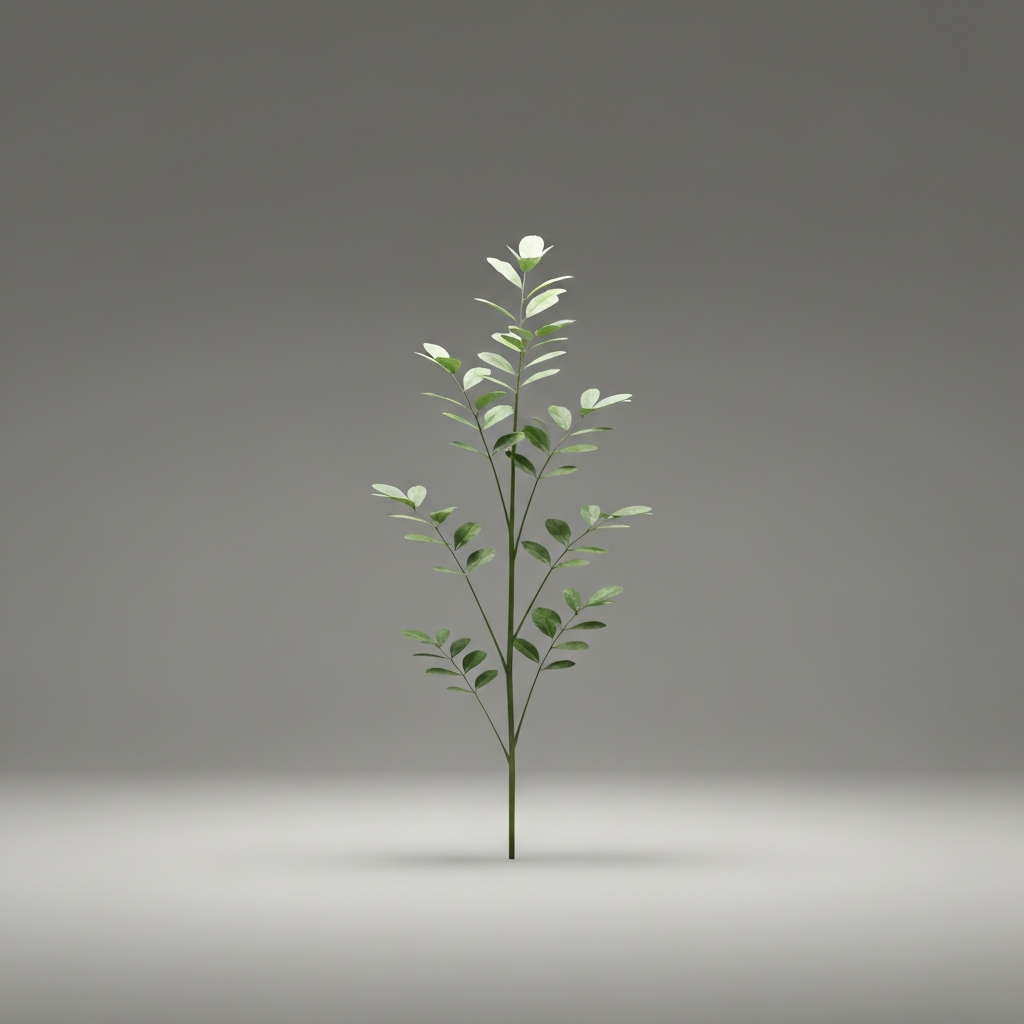agelenopsis naevia