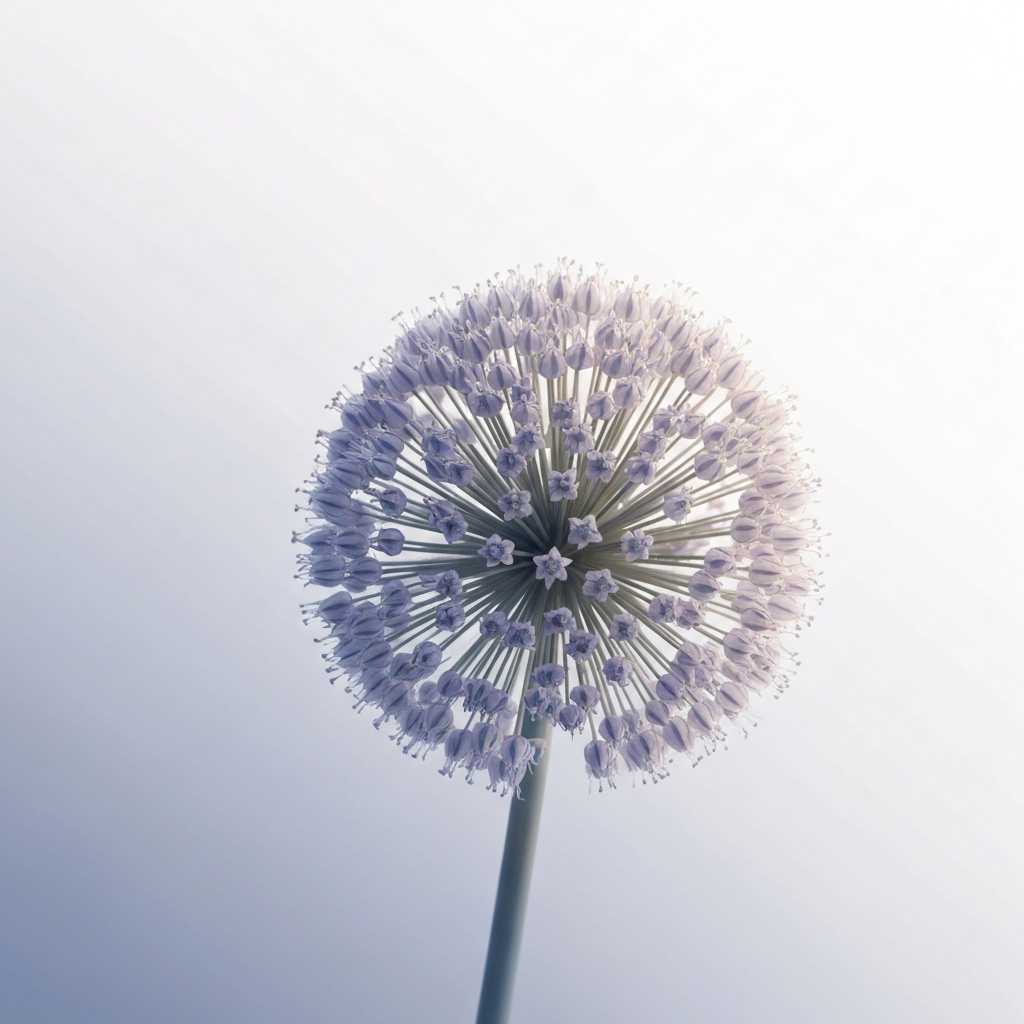 allium carolinianum