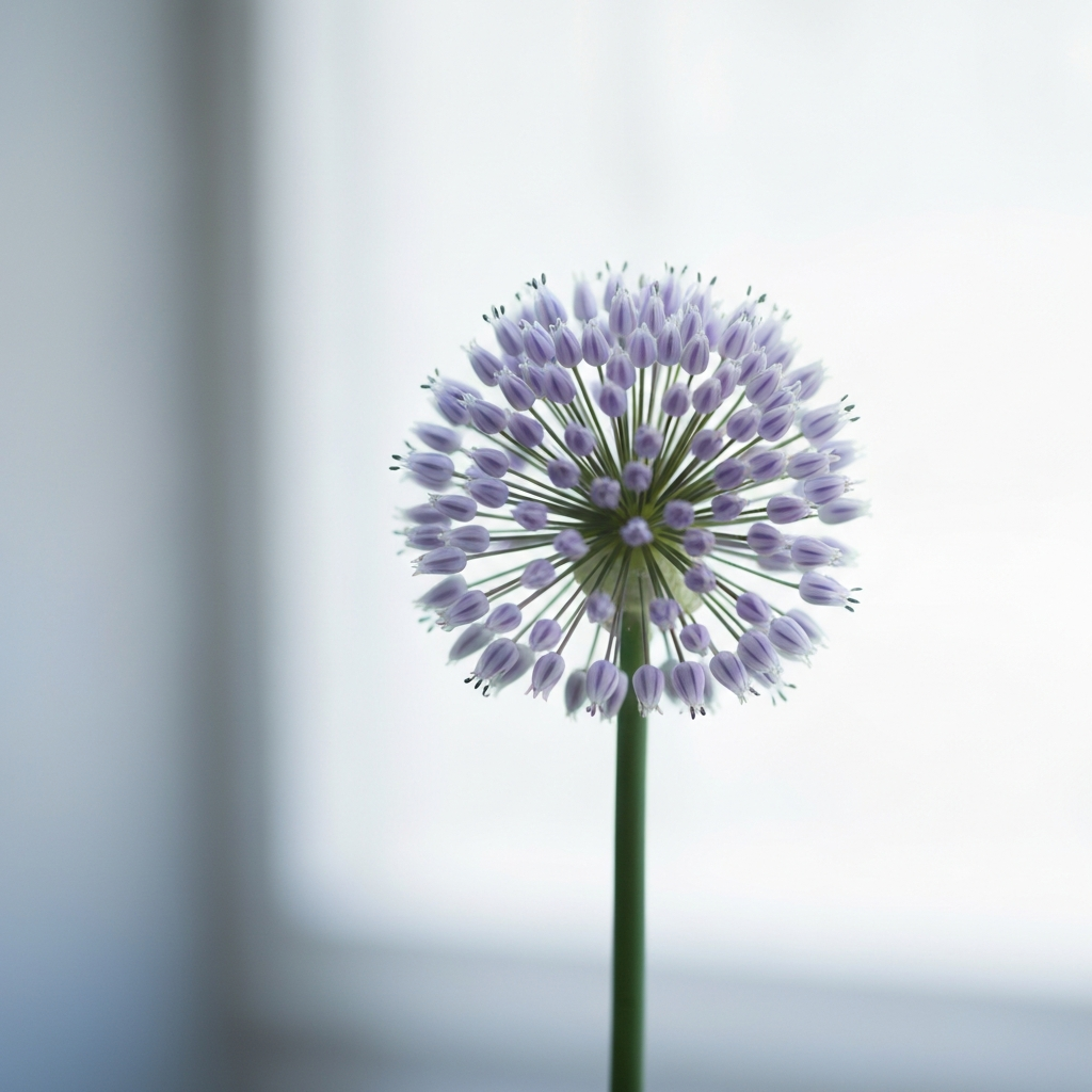 allium