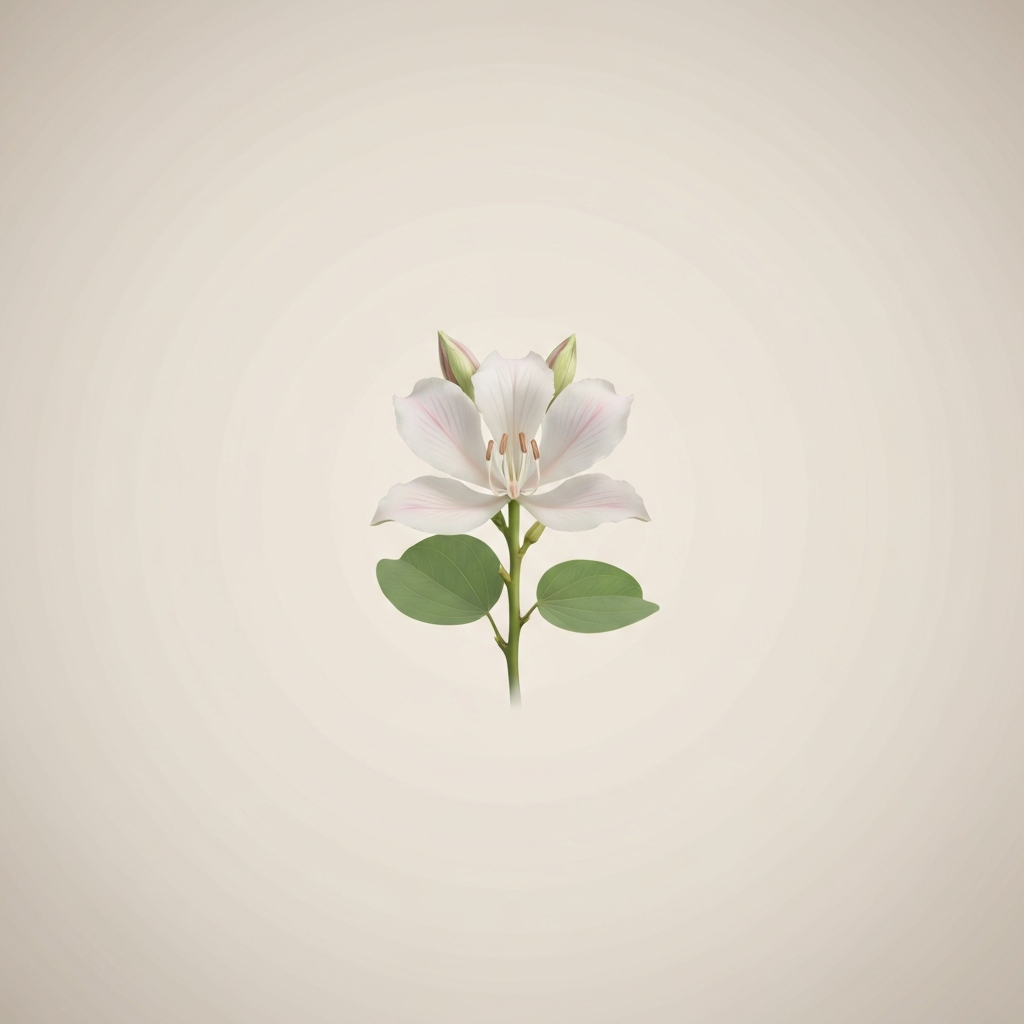 bauhinia