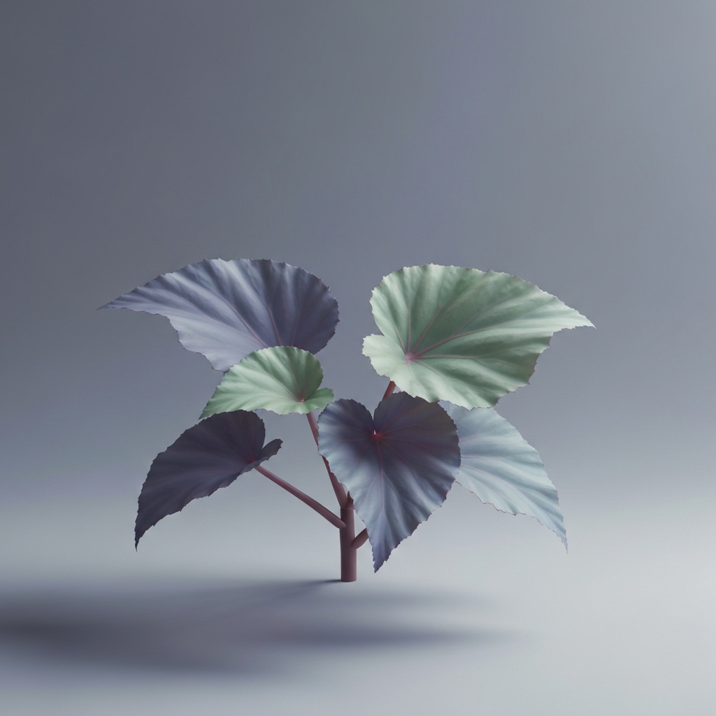 begonia