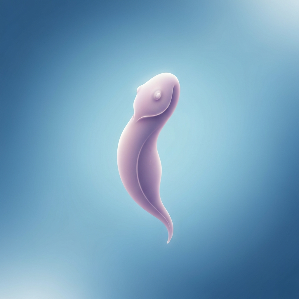 bragasellus