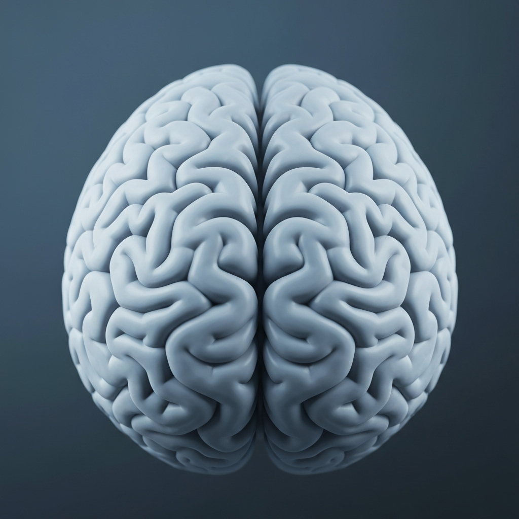brain asymmetry