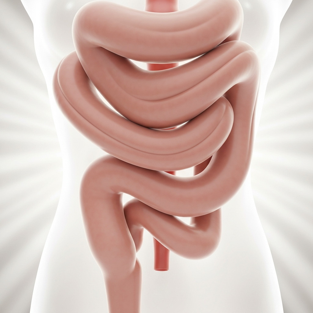 Gut