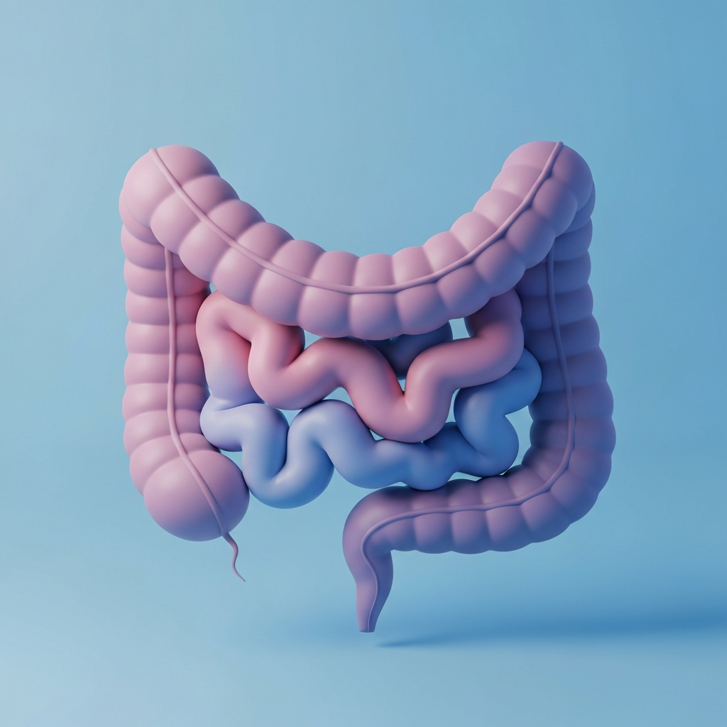 Intestine