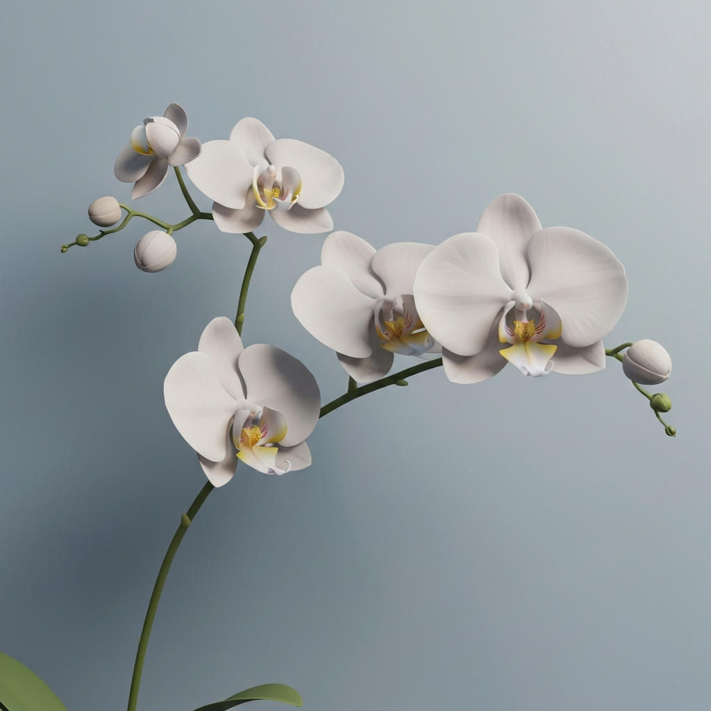 Orchids