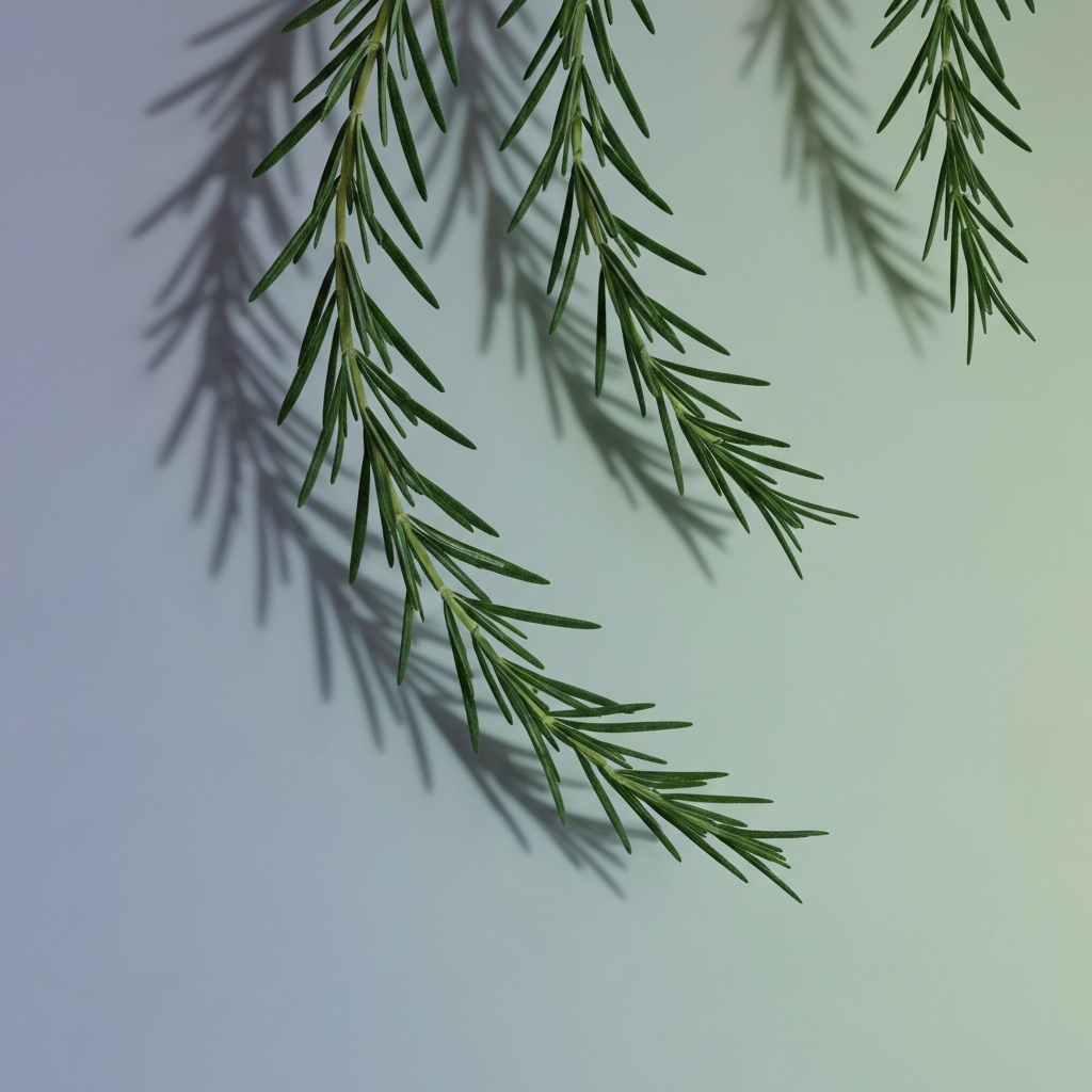 Rosemary
