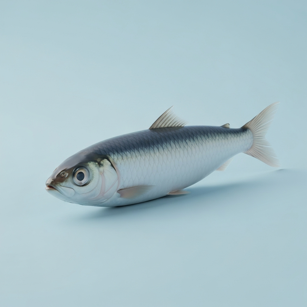 sardine