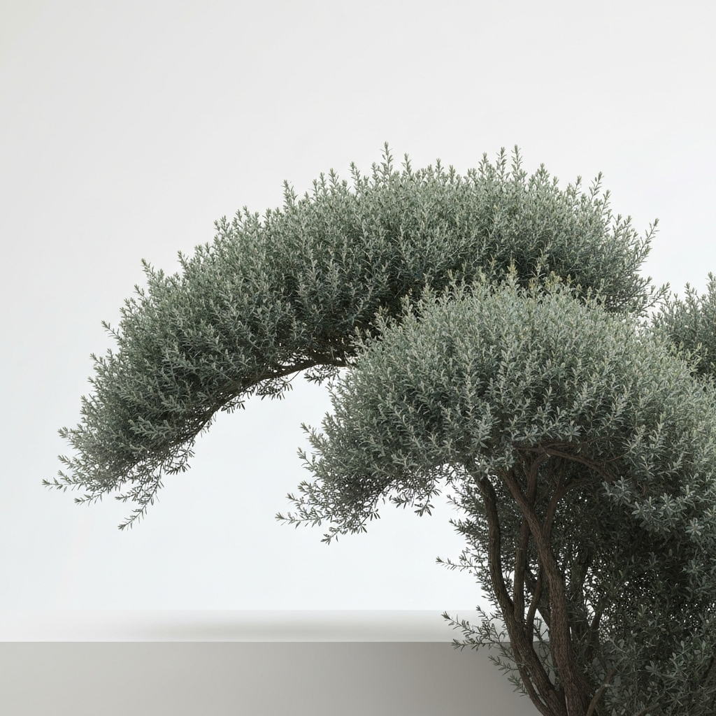Shrub